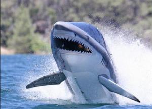 　鯊魚船長16英尺，“長”有背鰭、令人生畏的顎以及鋒利的牙齒。