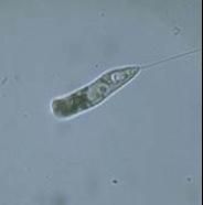 粗袋鞭蟲 粗袋鞭蟲