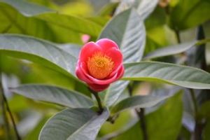 中越山茶 中越山茶