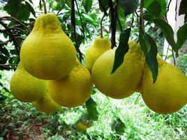 蒼南四季柚 蒼南四季柚