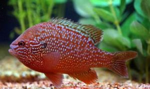 長耳太陽魚 長耳太陽魚