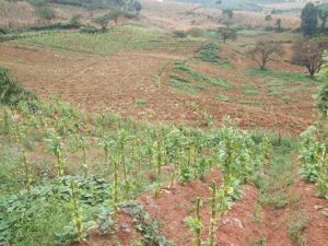 上板田村 上板田村