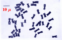 普通小麥的染色體