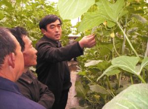 （圖）朱老莊鄉大力發展拱棚菜生產