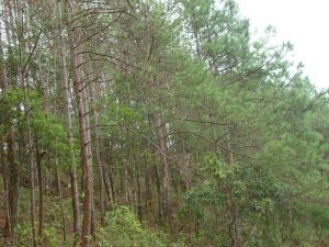 牛滾塘自然村 牛滾塘自然村