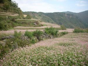 大麥地自然村 大麥地自然村