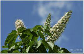 長花野丁香 長花野丁香