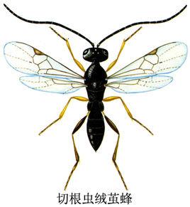 切根蟲絨繭蜂 切根蟲絨繭蜂