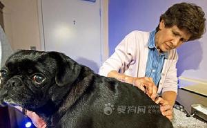 在美國維吉尼亞州的費爾法克斯，獸醫瑪麗蓮·庫利為8歲的小狗“羅斯科”進行針灸治療