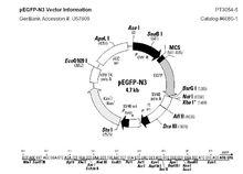 pEGFP-N3