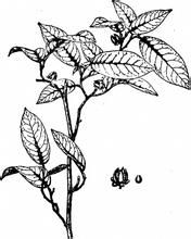 雲南舟柄茶 雲南舟柄茶