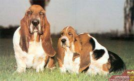 短腳長耳犬 短腳長耳犬