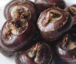 荸薺[荸薺屬植物]