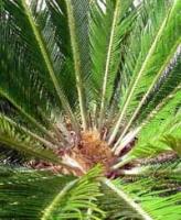 蓖齒蘇鐵 蓖齒蘇鐵