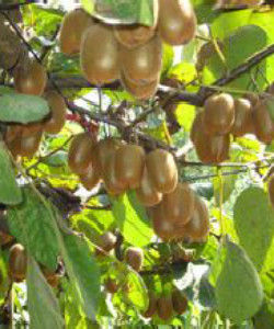 阿里山獼猴桃