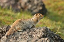 麥肯齊北極地松鼠 麥肯齊北極地松鼠