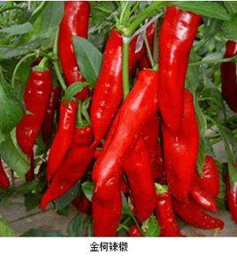 金柯辣椒 金柯辣椒