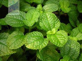 泡葉冷水花 泡葉冷水花