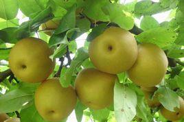 清遠洞冠梨 清遠洞冠梨