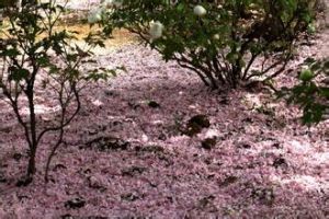 殘落物層 殘落物層