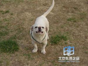 犬瘟熱病