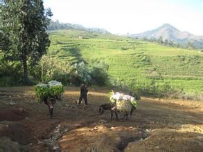 羅基嘎村 羅基嘎村