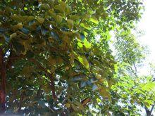 小陡咀村-核桃種植