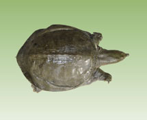 天麻當歸水魚湯 天麻當歸水魚湯