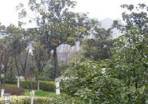 城大新村 城大新村