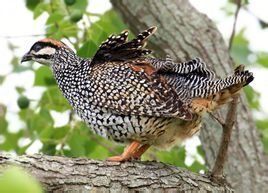 中華鷓鴣 中華鷓鴣