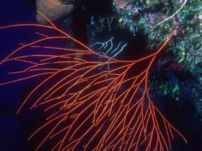紅鞭珊瑚 紅鞭珊瑚