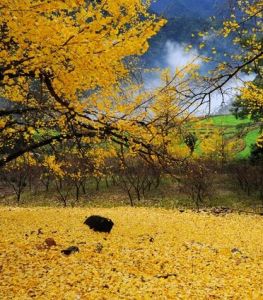 中國五大銀杏之鄉 中國五大銀杏之鄉