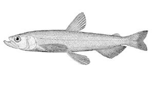 油胡瓜魚屬 油胡瓜魚屬