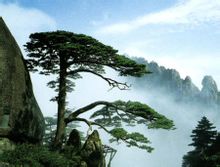 黃山迎客松