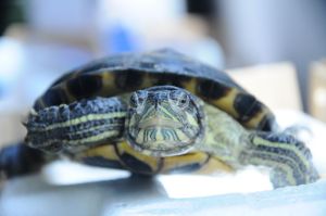 觀賞烏龜 觀賞烏龜