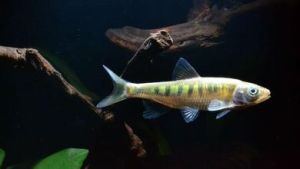 長鰭菱牙鮨 長鰭菱牙鮨