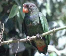 紅嘴鸚哥 紅嘴鸚哥