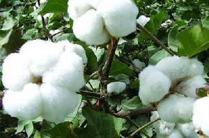 棉花[錦葵科棉屬植物]