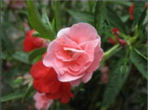 美麗鳳仙花 美麗鳳仙花