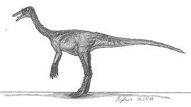 巨大北山龍 巨大北山龍