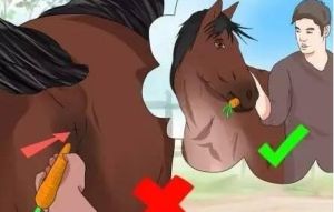 勤勞的餵馬工 勤勞的餵馬工