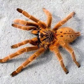 烈陽巴布 烈陽巴布