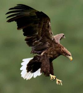 白尾海雕 白尾海雕