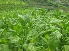 湘煙3號 湘煙3號