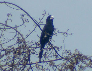 大嘴籽雀 大嘴籽雀