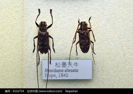 松墨天牛 松墨天牛