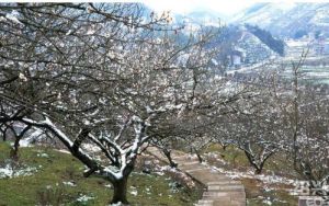 香雪梅海 香雪梅海