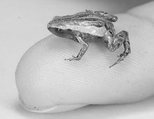安第斯山脈發現的侏儒蛙