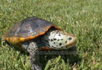 德州鑽紋龜 德州鑽紋龜