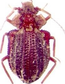 毛薪甲科 毛薪甲科